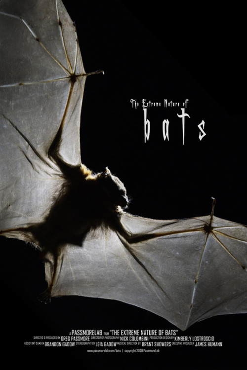 Bats (2010) poster