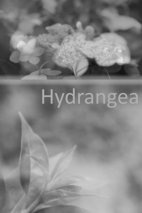 Hydrangea (2016) poster