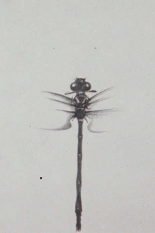 Dragonfly (1988) poster