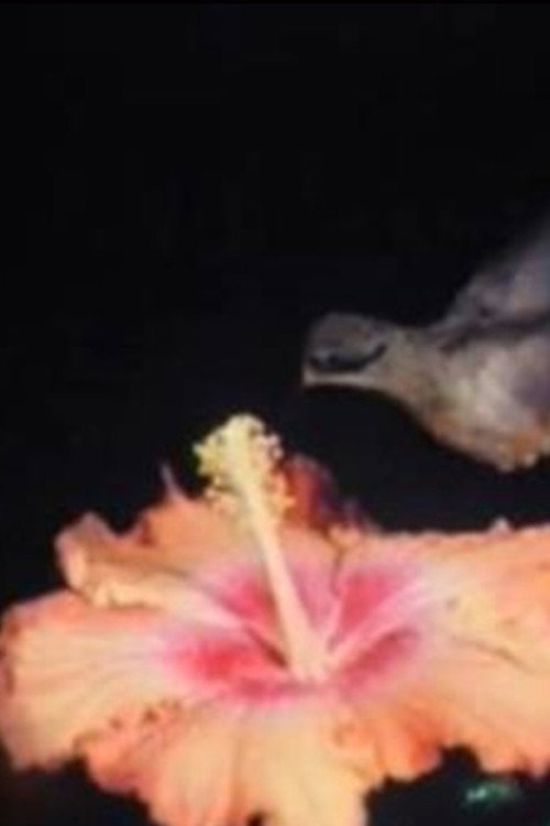 Birds of Paradise (2019) poster