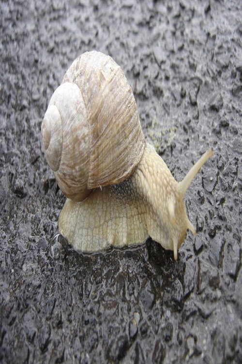 The Snail (2025) poster