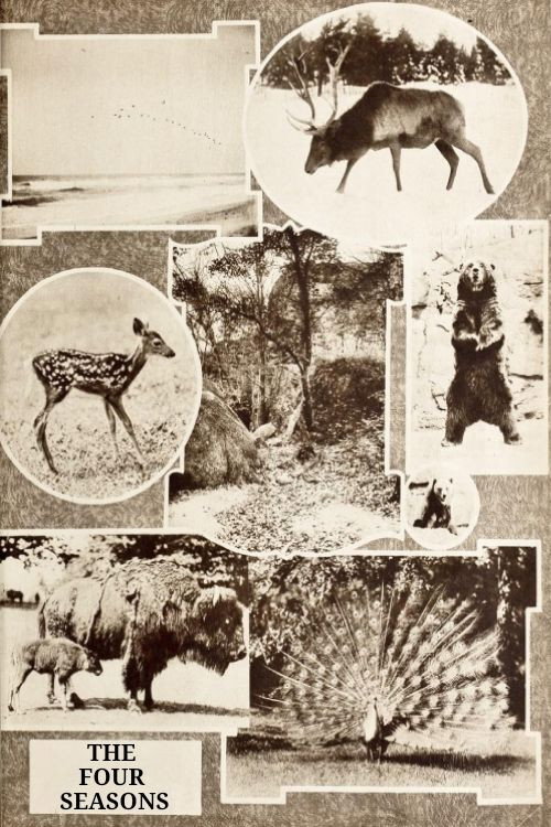 The Four Seasons (1921) poster