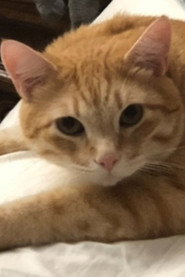 Garfield the Cat